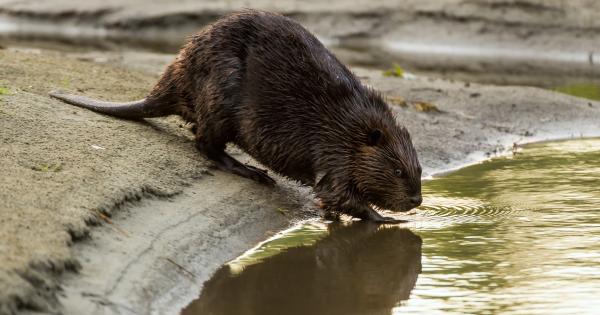 beaver drinking from waters edge