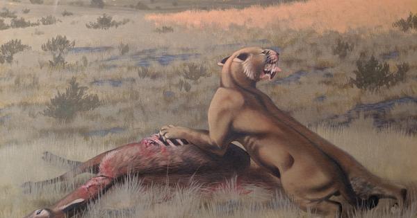artist rendering of sabertooth cat eating prey in grassland setting