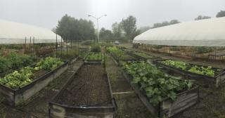 Green house type high tunnels and grow beds in a urban suburban setting