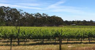 photo of a vineyard in Australia