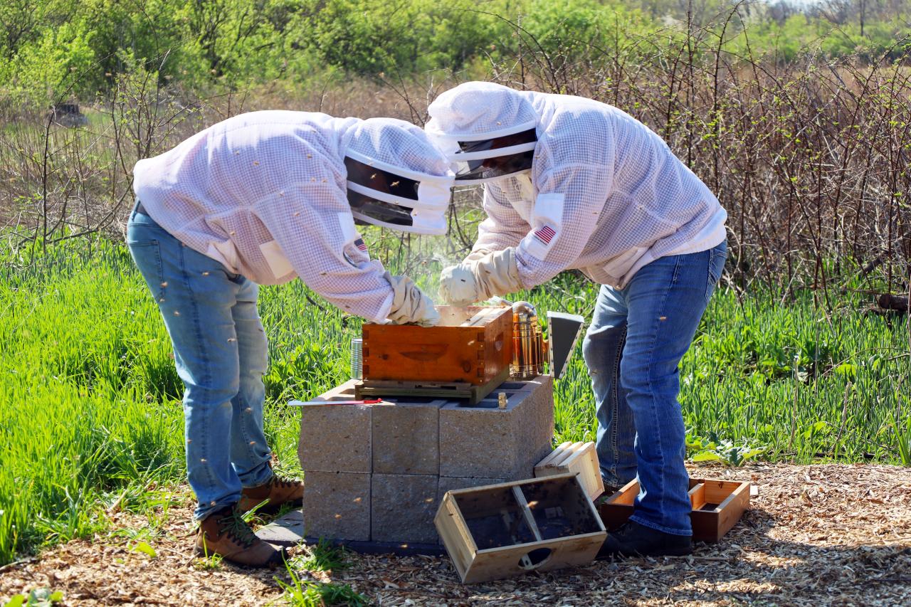two men in bee protection suits smoking and transferring bees to hive from container