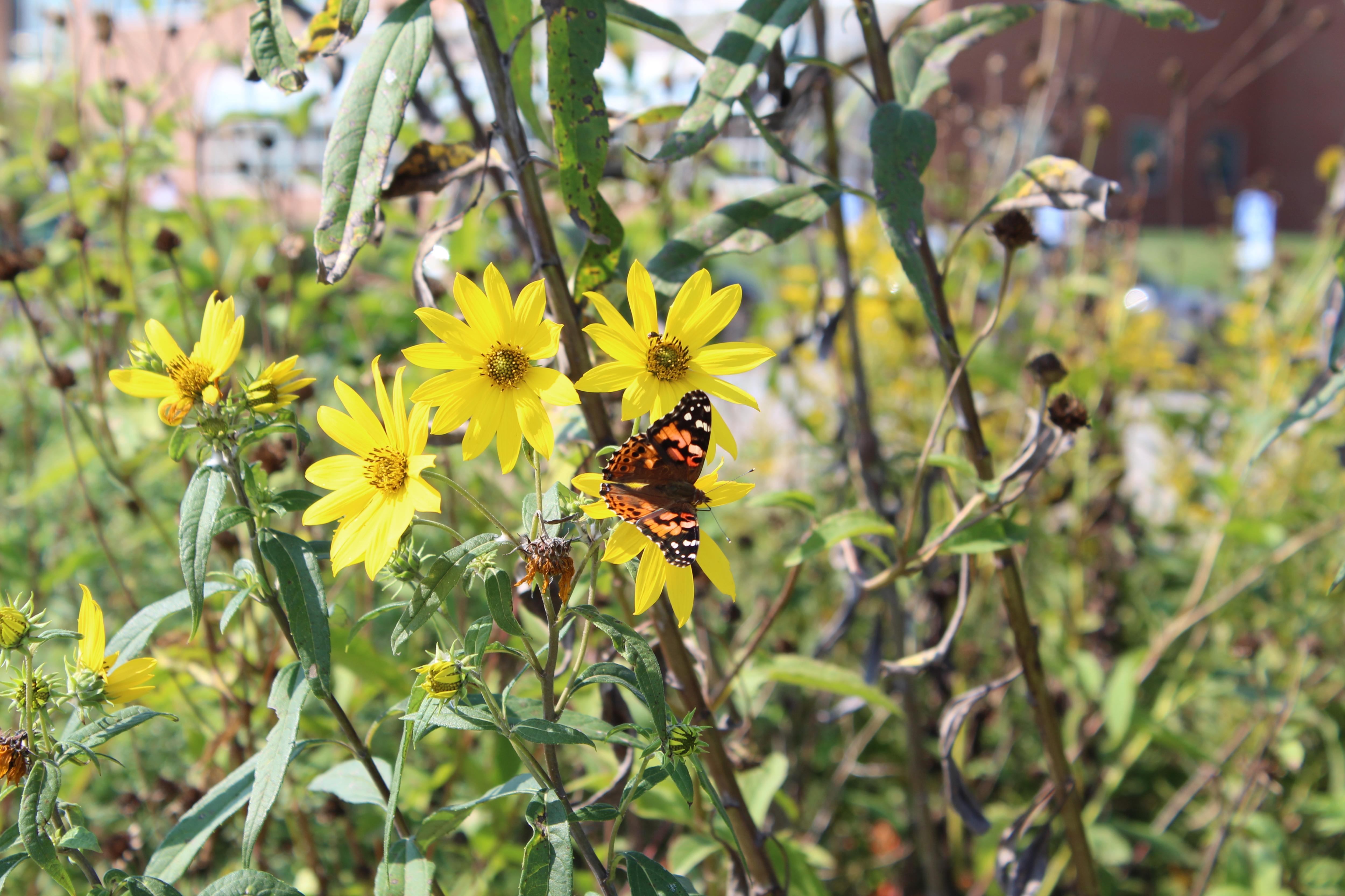 field of yellow prairie flowers with butterfly up close