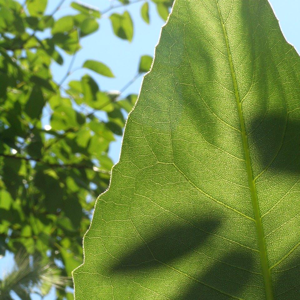 a leaf in the prairie