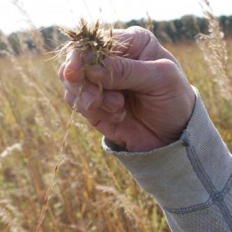 hand holding a plant from the prairie 