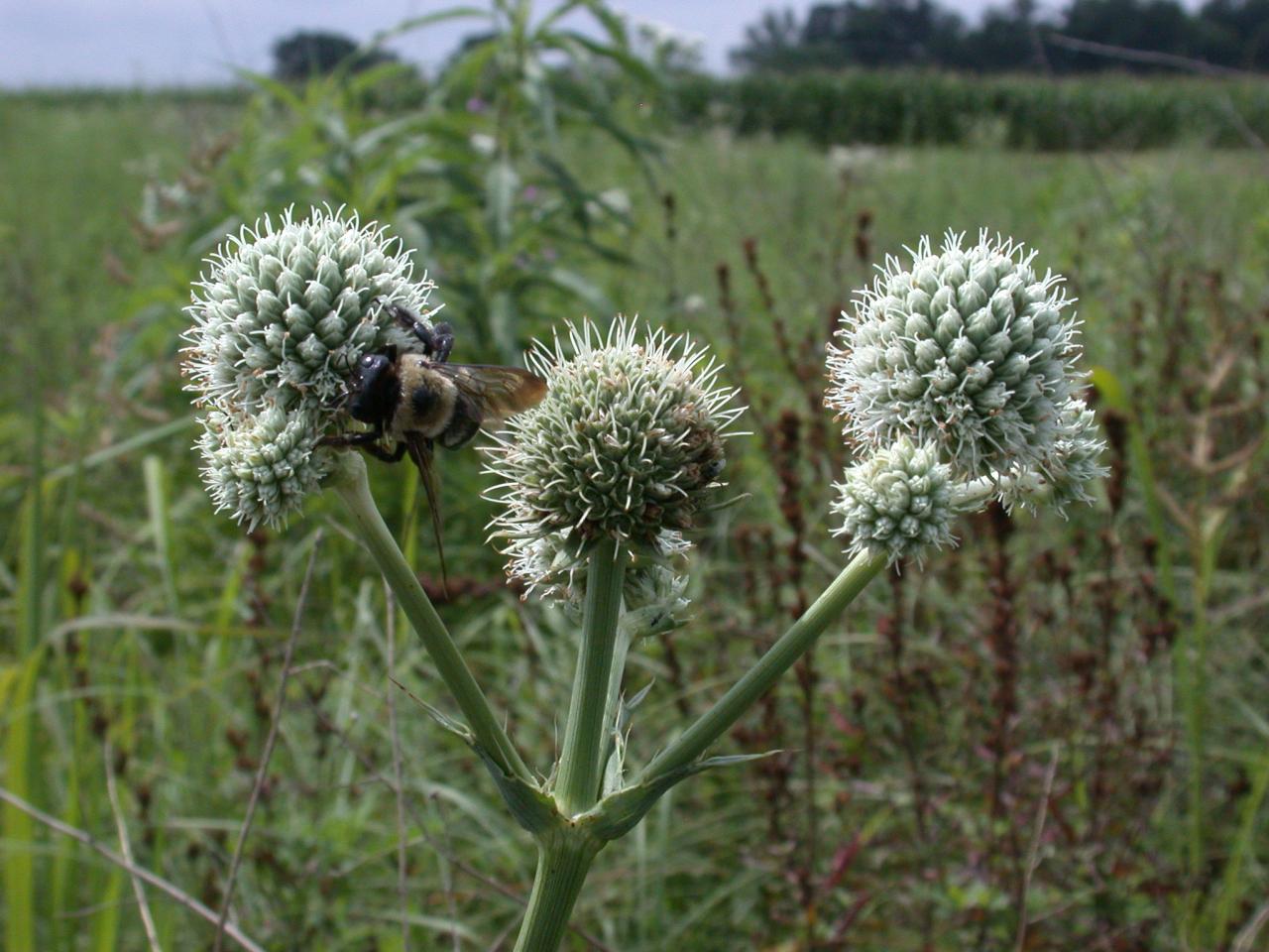 bee buzzing a prairie flower