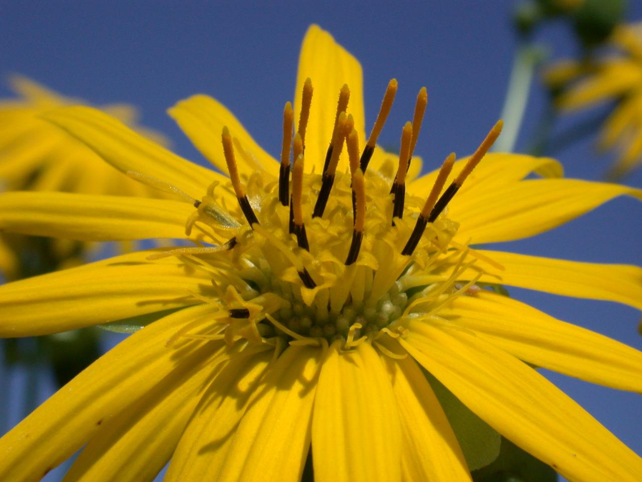 yellow flower with deep blue sky background