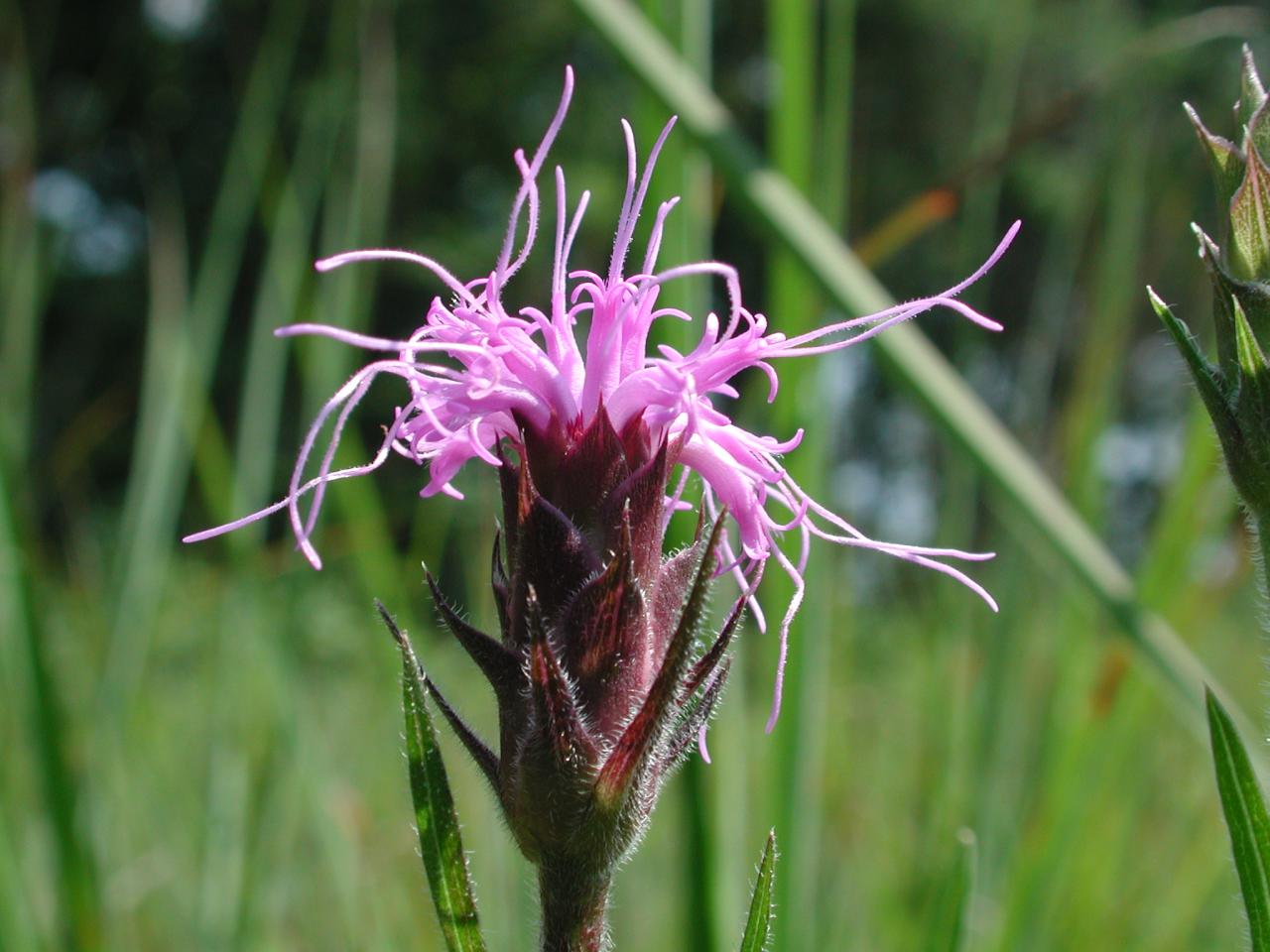 purple flower in tall spring grass