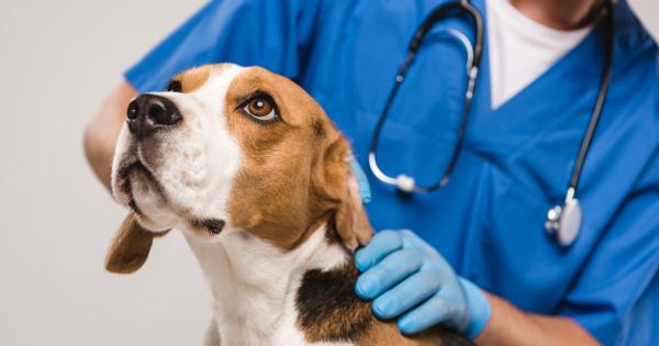 Dog being examined by veterinary professional
