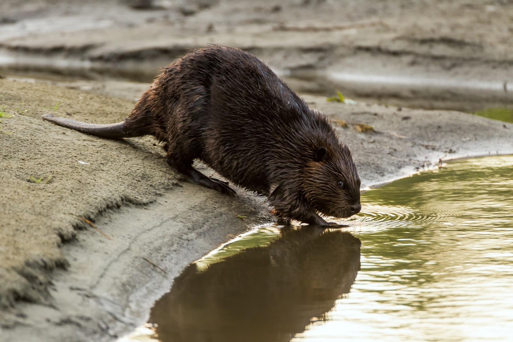 beaver drinking from waters edge