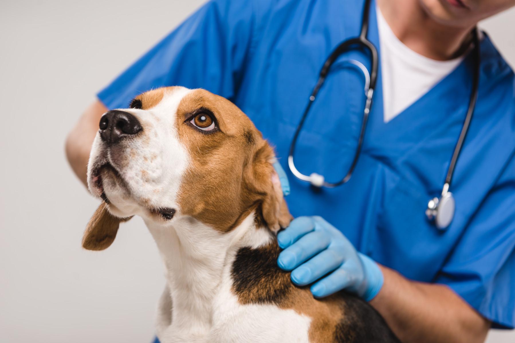 Dog being examined by veterinary professional