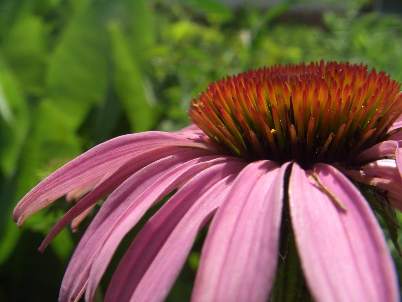 a flower in the prairie