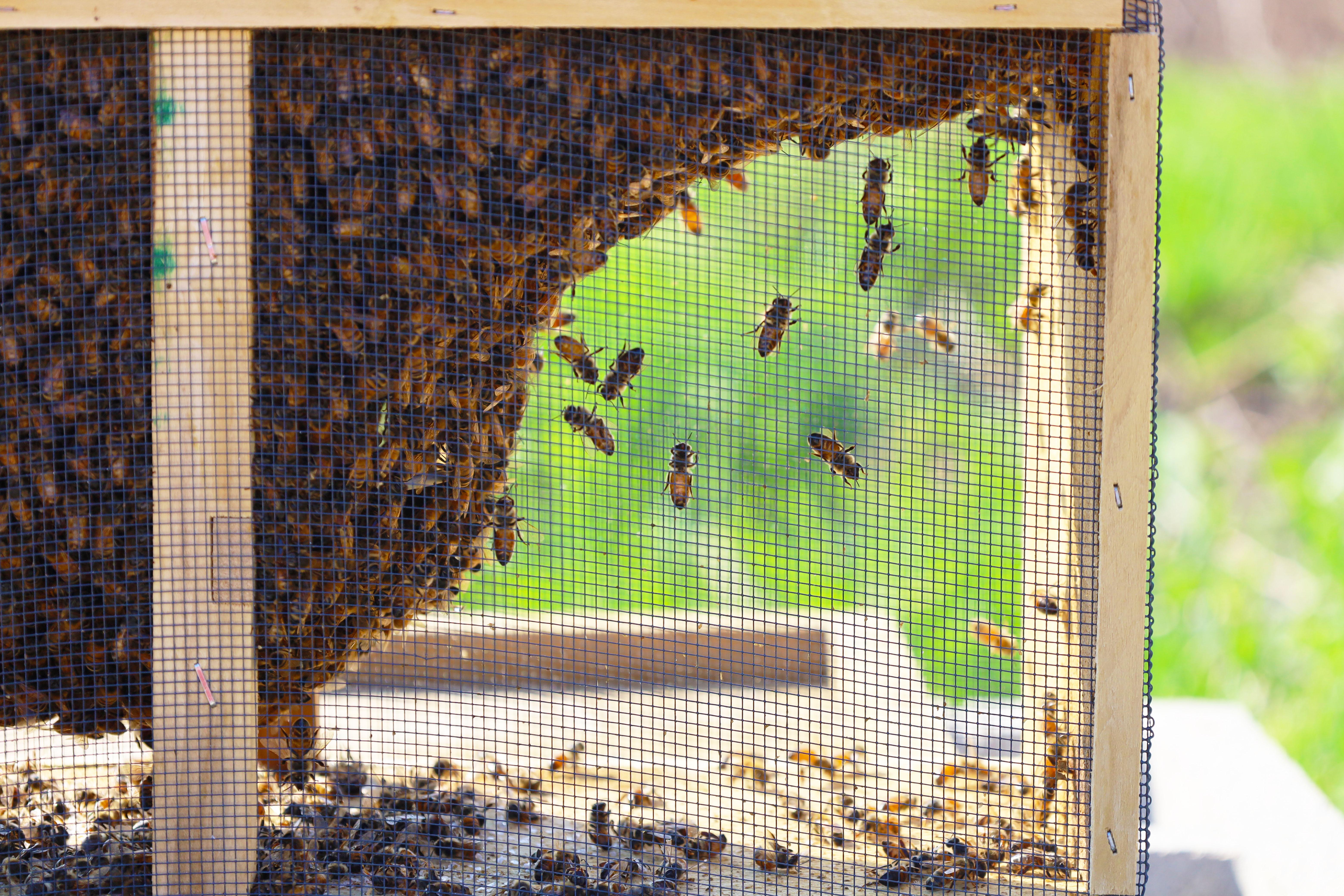 bees in wooden framed container
