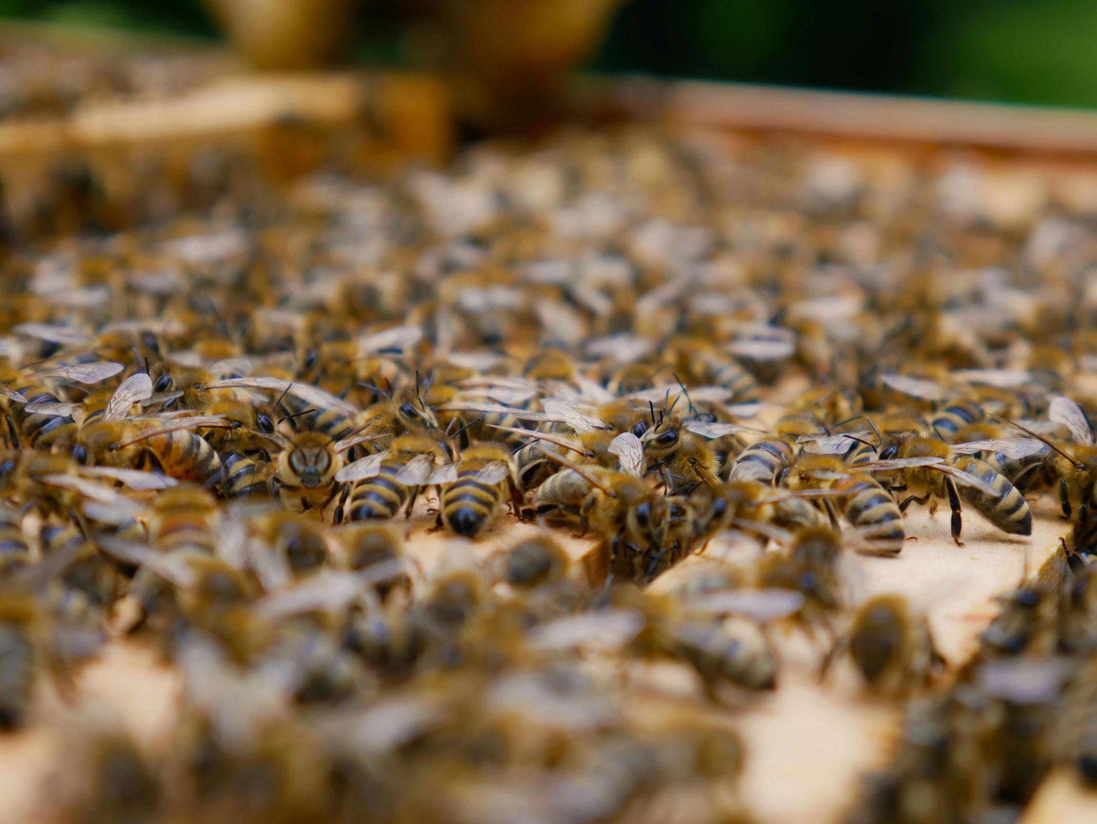 swarm of bees on bee box