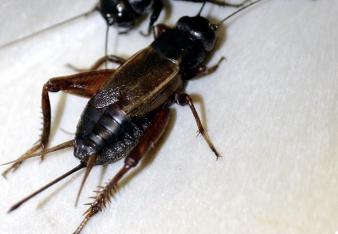 image of cricket