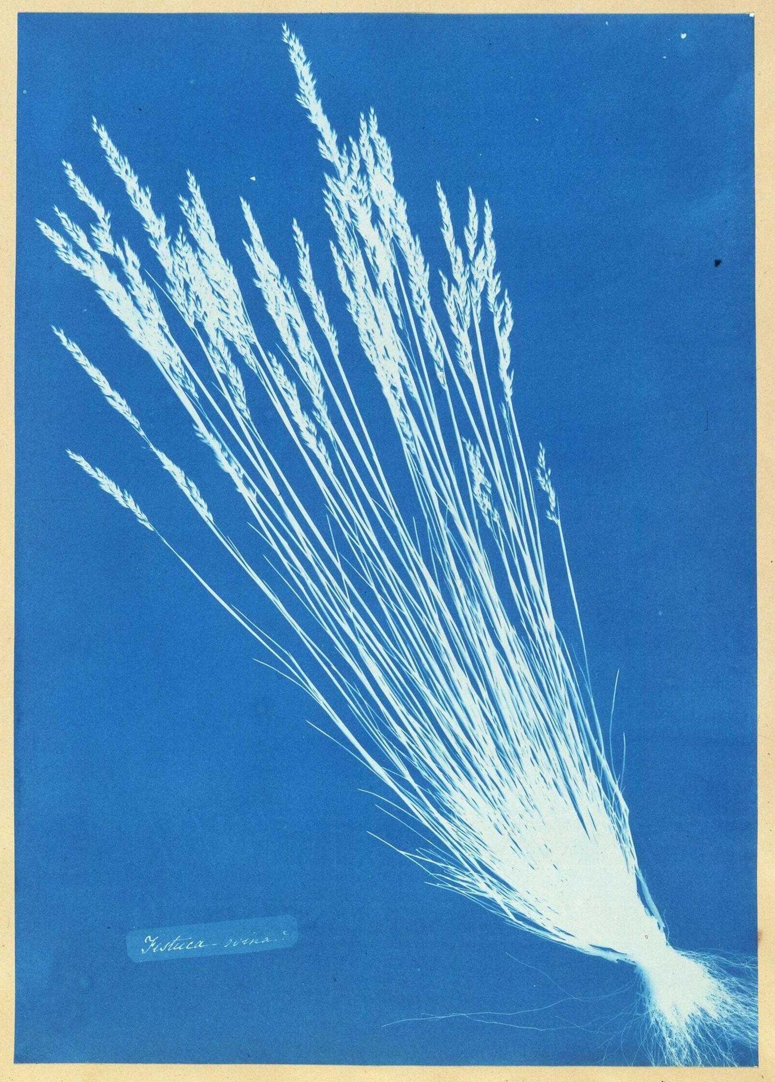 photo of grass