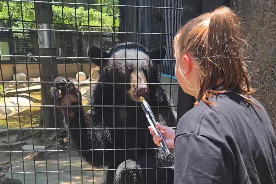 women giving medicine to a bear in a cage