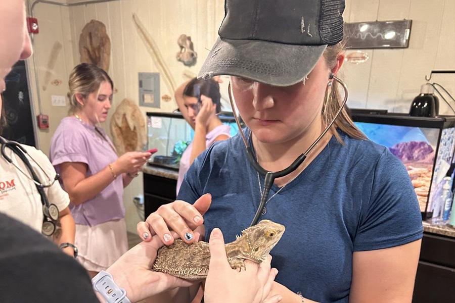 woman with stethoscope checking reptile