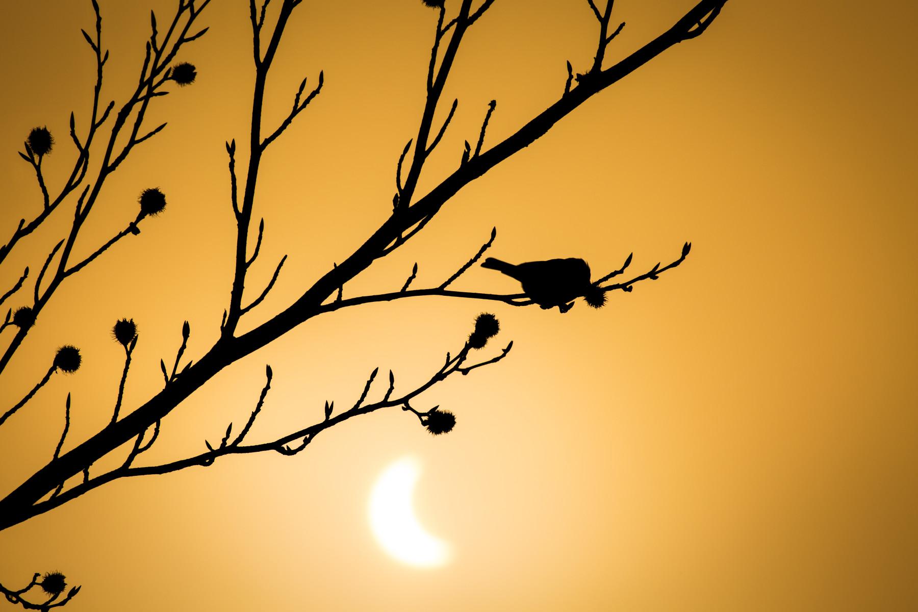 silhouette of bird in tree during eclipse