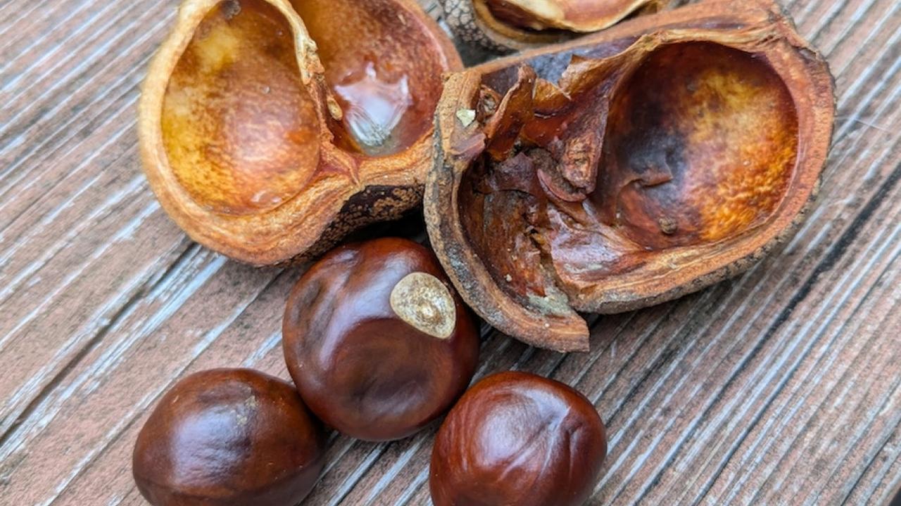 three buckeyes and hulls on wood surface