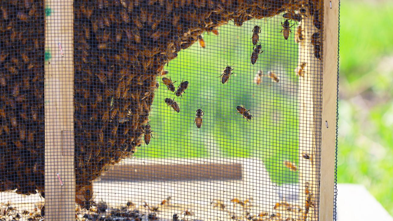 bees in wooden framed container