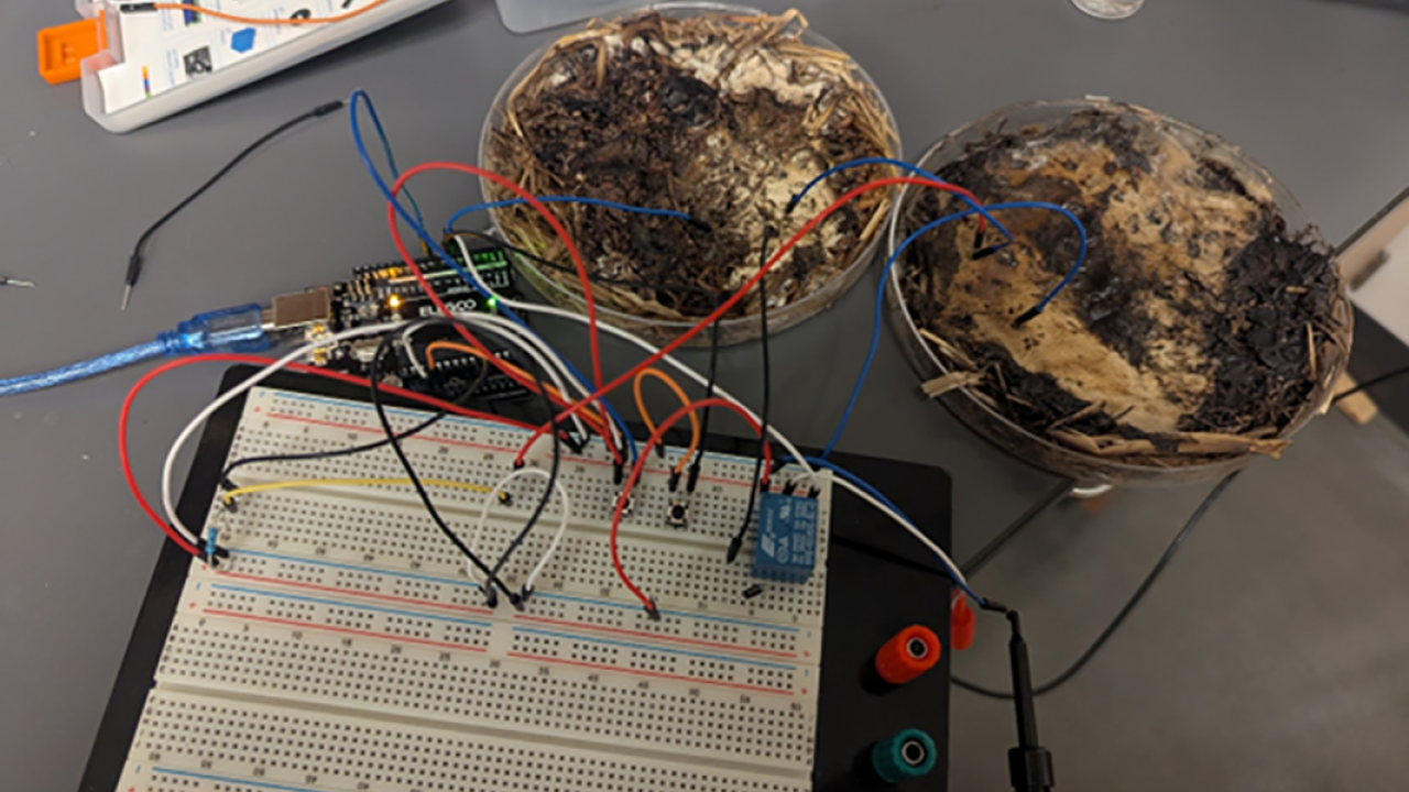 mushrooms connected to circuit board